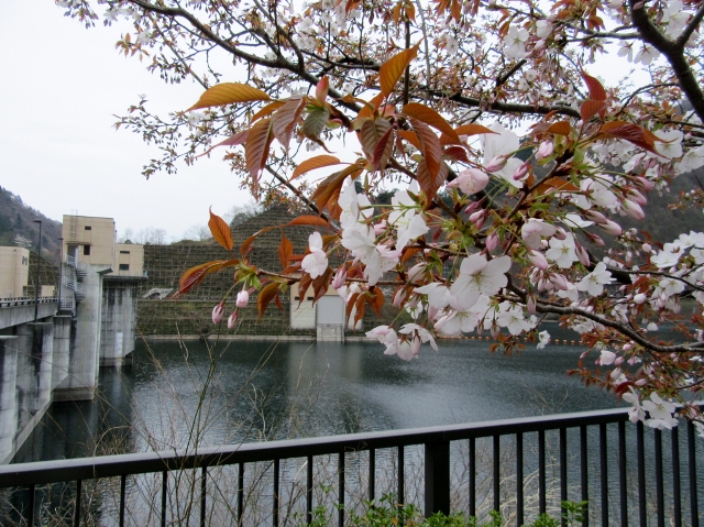 ヤマザクラと深城ダム